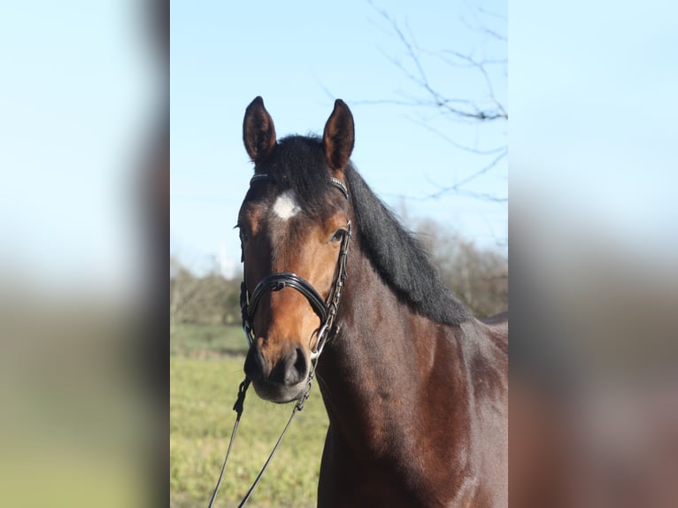 Oldenburger Springpaard Ruin 4 Jaar 166 cm Bruin in Lindewitt