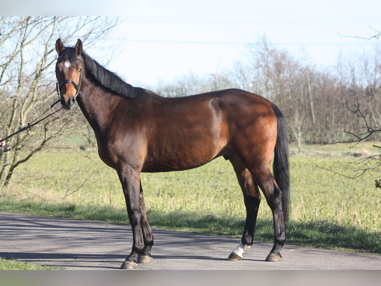 Oldenburger Springpaard Ruin 4 Jaar 166 cm Bruin in Lindewitt