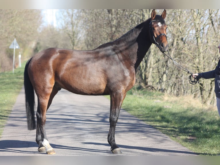 Oldenburger Springpaard Ruin 4 Jaar 166 cm Bruin in Lindewitt