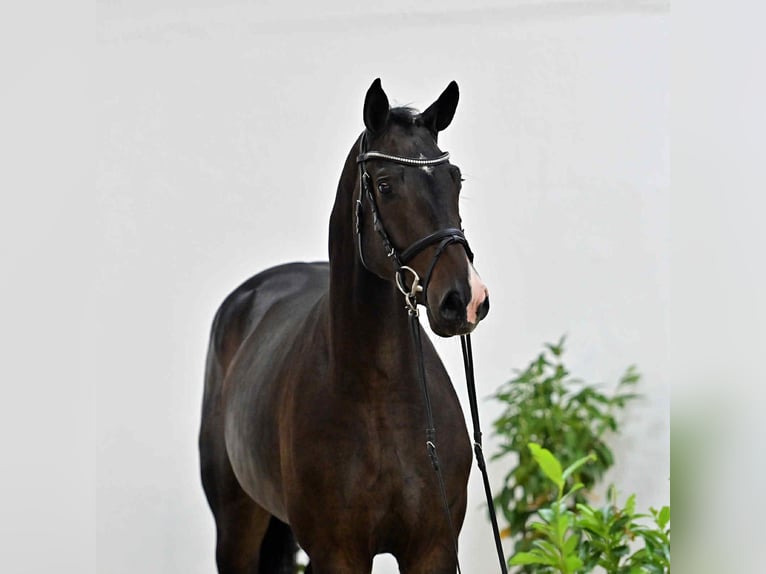 Oldenburger Springpaard Ruin 4 Jaar 167 cm Donkerbruin in KRAJENKA