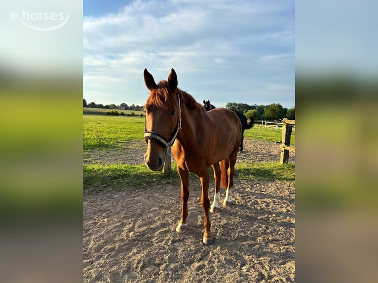 Oldenburger Springpaard Ruin 4 Jaar 167 cm Vos in Rödinghausen