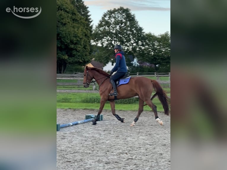 Oldenburger Springpaard Ruin 4 Jaar 167 cm Vos in Rödinghausen