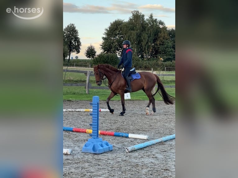 Oldenburger Springpaard Ruin 4 Jaar 167 cm Vos in Rödinghausen