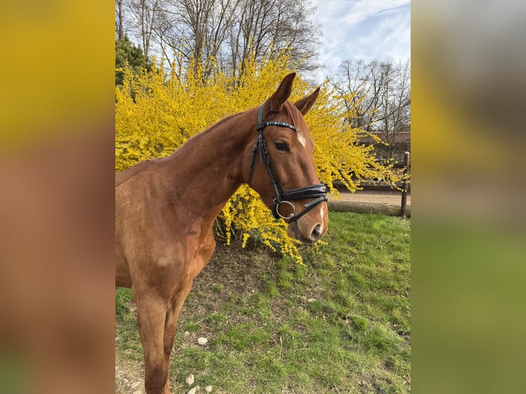 Oldenburger Springpaard Ruin 4 Jaar 167 cm Vos in Fürstenfeldbruck