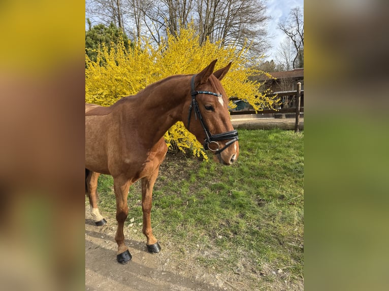Oldenburger Springpaard Ruin 4 Jaar 167 cm Vos in Fürstenfeldbruck