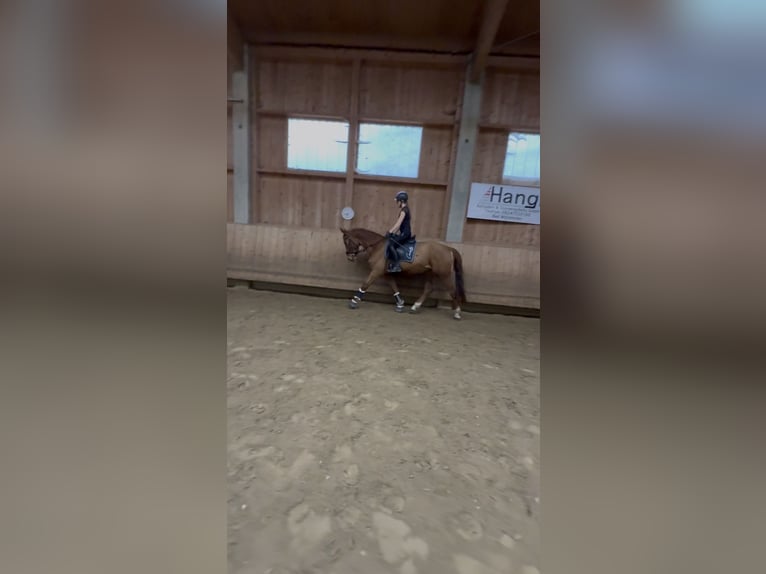 Oldenburger Springpaard Ruin 4 Jaar 167 cm Vos in Fürstenfeldbruck