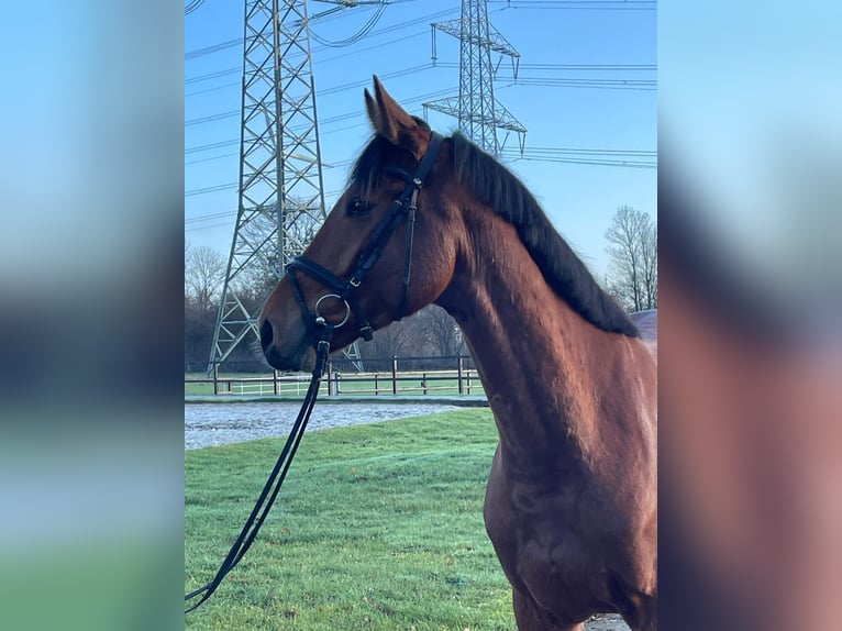 Oldenburger Springpaard Ruin 4 Jaar 168 cm Bruin in Gescher