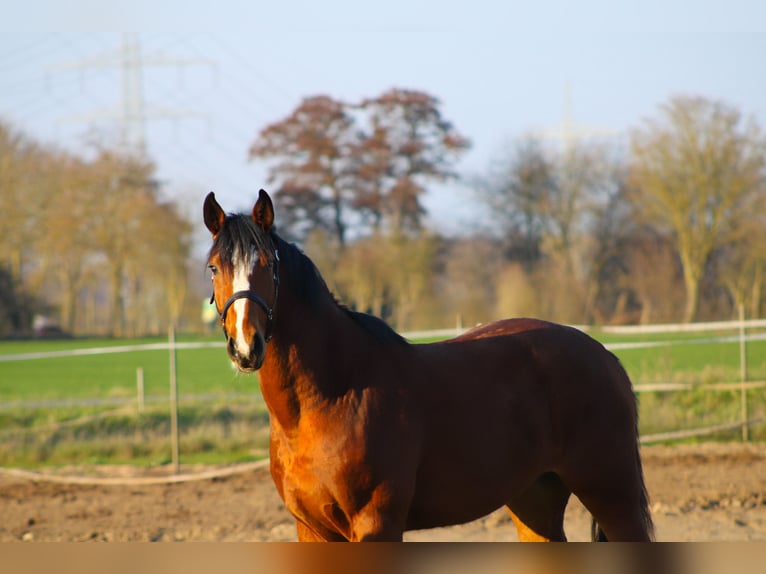 Oldenburger Springpaard Ruin 4 Jaar 168 cm Bruin in Weiterstadt