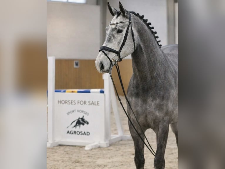 Oldenburger Springpaard Ruin 4 Jaar 168 cm Schimmel in KRAJENKA