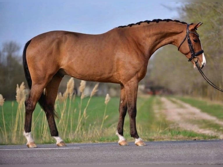 Oldenburger Springpaard Ruin 4 Jaar 169 cm Bruin in Szarvas