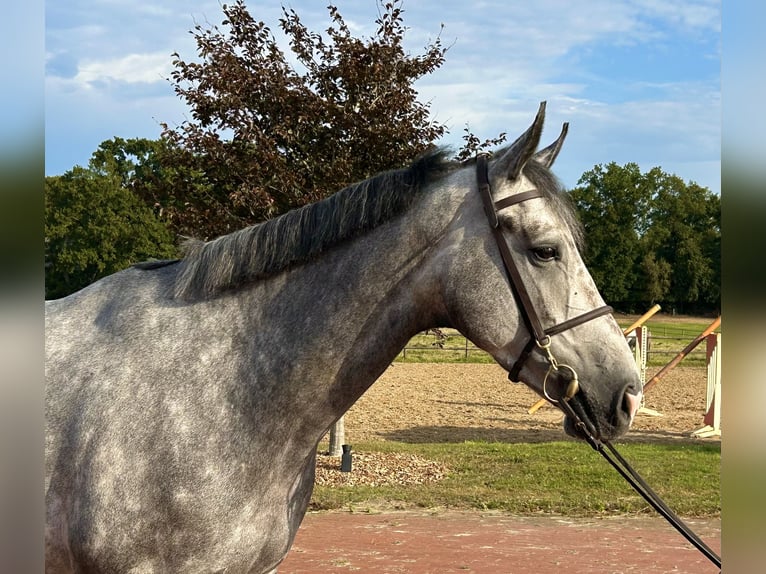 Oldenburger Springpaard Ruin 4 Jaar 169 cm Schimmel in Ganderkesee