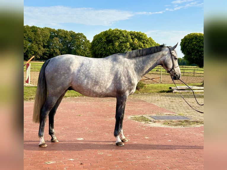Oldenburger Springpaard Ruin 4 Jaar 169 cm Schimmel in Ganderkesee