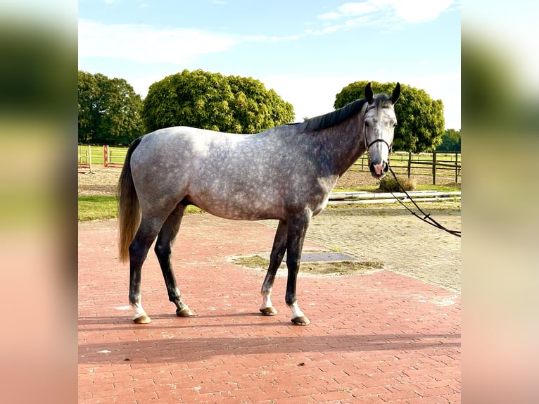 Oldenburger Springpaard Ruin 4 Jaar 169 cm Schimmel in Ganderkesee