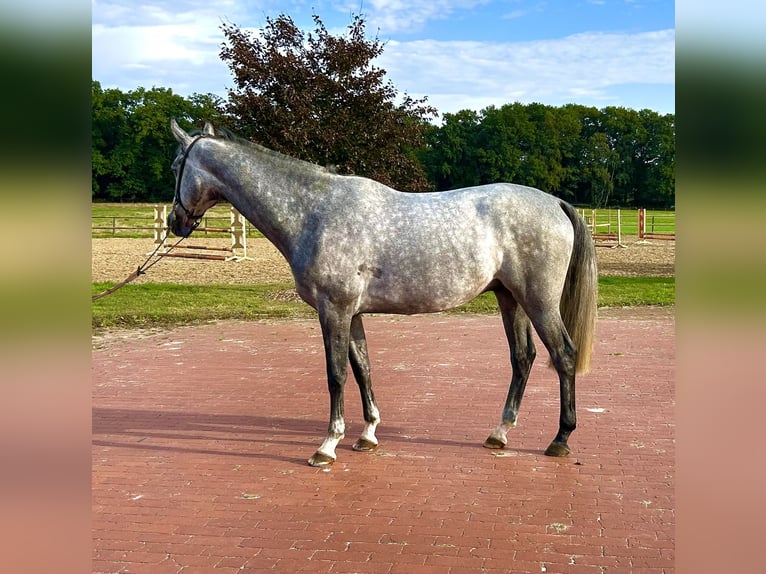 Oldenburger Springpaard Ruin 4 Jaar 169 cm Schimmel in Ganderkesee