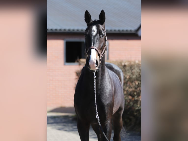 Oldenburger Springpaard Ruin 4 Jaar 169 cm Zwartbruin in Zieuwent