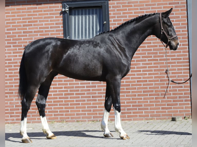 Oldenburger Springpaard Ruin 4 Jaar 169 cm Zwartbruin in Zieuwent