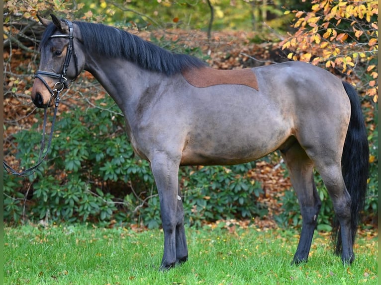 Oldenburger Springpaard Ruin 4 Jaar 170 cm Bruin in Essen (Oldenburg)