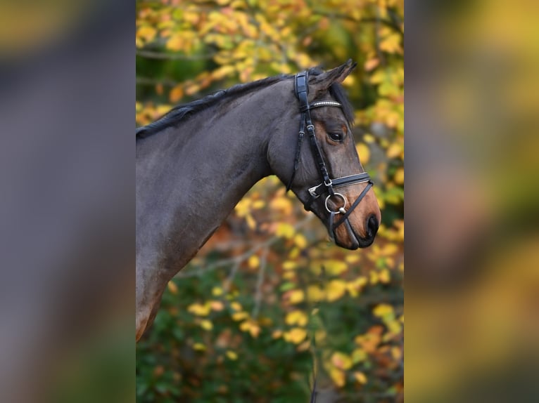 Oldenburger Springpaard Ruin 4 Jaar 170 cm Bruin in Essen (Oldenburg)