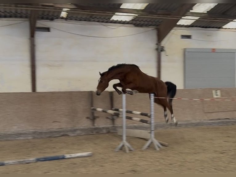 Oldenburger Springpaard Ruin 4 Jaar 170 cm Bruin in Großostheim