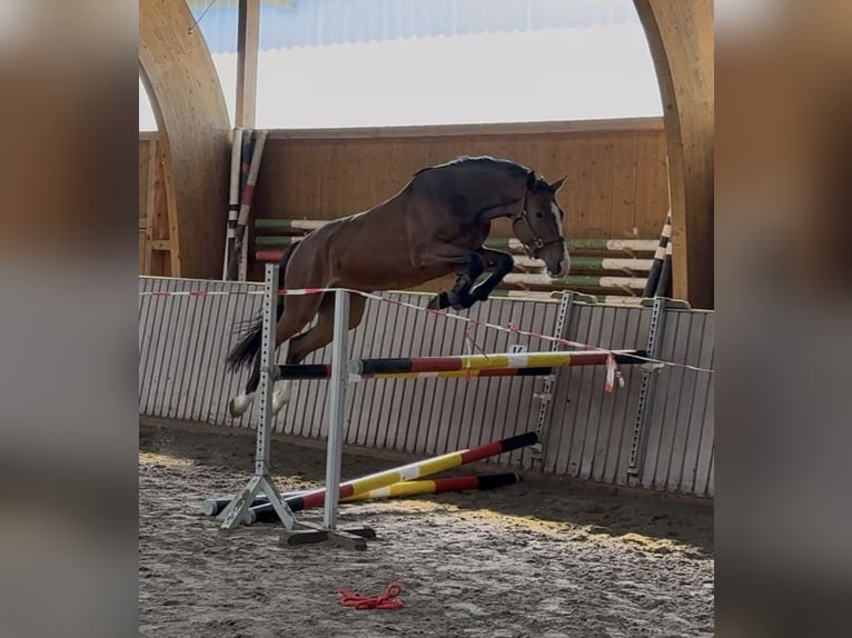 Oldenburger Springpaard Ruin 4 Jaar 170 cm Bruin in Schenklengsfeld