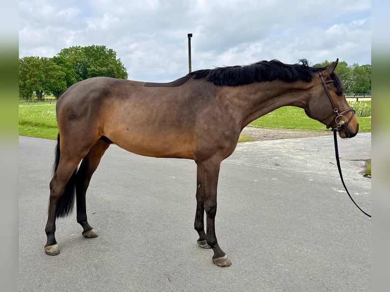 Oldenburger Springpaard Ruin 4 Jaar 170 cm Bruin in Münster