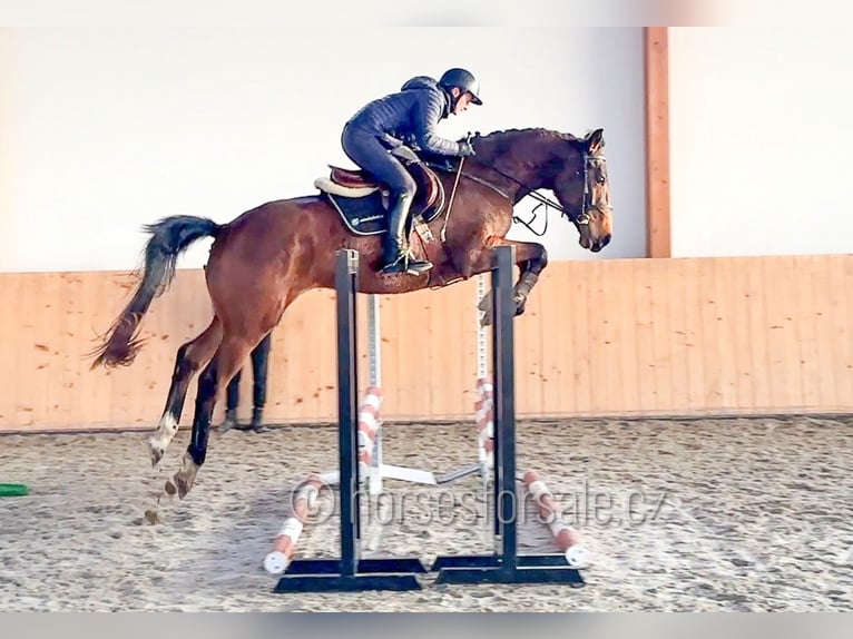 Oldenburger Springpaard Ruin 4 Jaar 170 cm Bruin in Region Prag