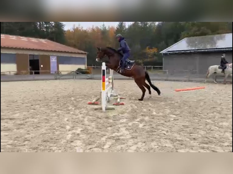 Oldenburger Springpaard Ruin 4 Jaar 170 cm Donkerbruin in Gadow