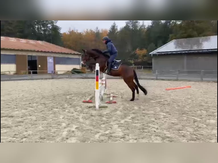 Oldenburger Springpaard Ruin 4 Jaar 170 cm Donkerbruin in Gadow