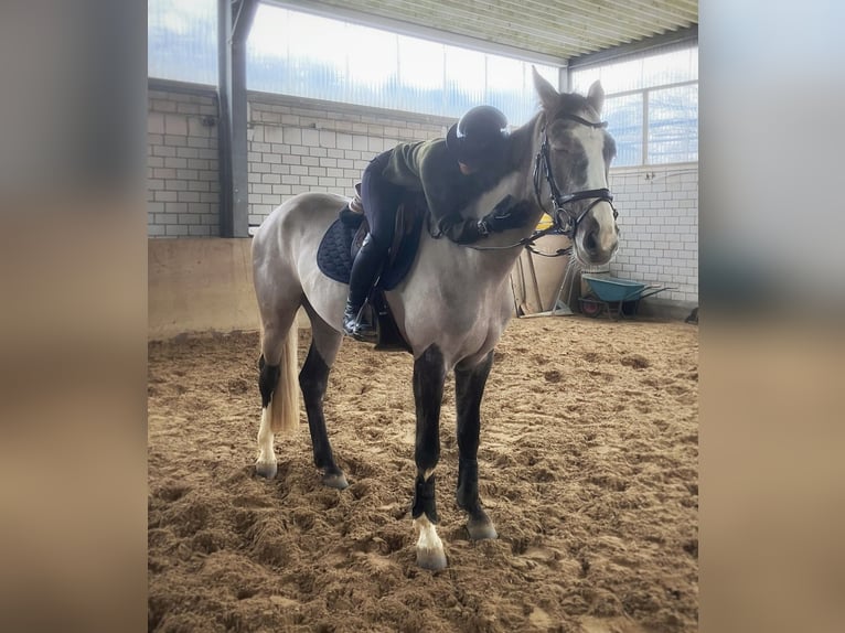 Oldenburger Springpaard Ruin 4 Jaar 170 cm kan schimmel zijn in Limburg an der Lahn