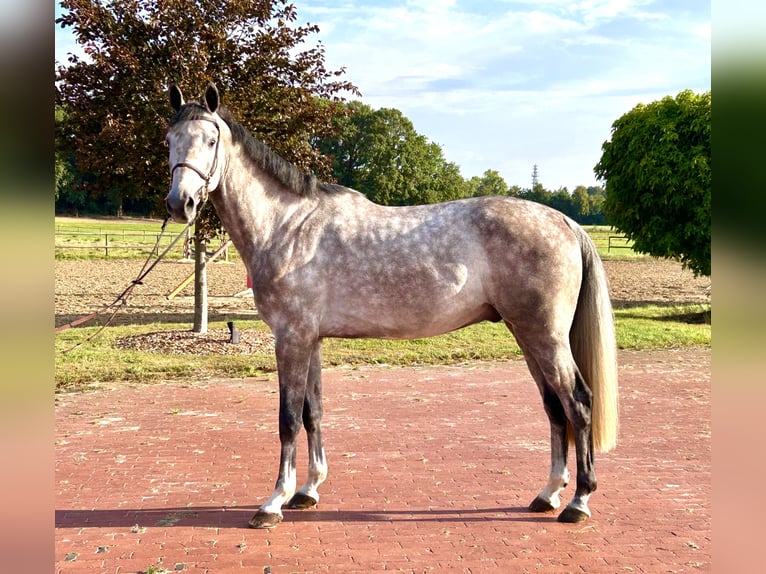 Oldenburger Springpaard Ruin 4 Jaar 170 cm Schimmel in Ganderkesee