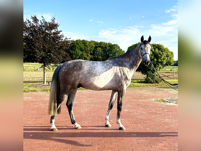 Oldenburger Springpaard Ruin 4 Jaar 170 cm Schimmel in Ganderkesee