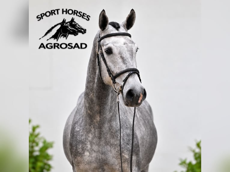 Oldenburger Springpaard Ruin 4 Jaar 170 cm Schimmel in GŁUBCZYN