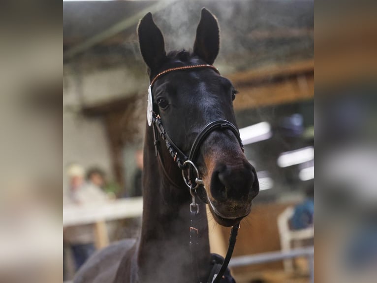 Oldenburger Springpaard Ruin 4 Jaar 170 cm Zwartbruin in Buxtehude