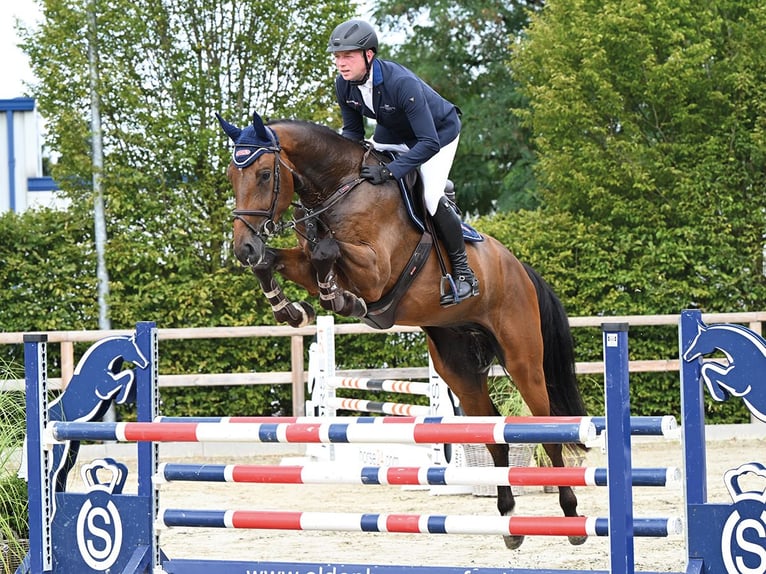 Oldenburger Springpaard Ruin 4 Jaar 171 cm Donkerbruin in Vechta
