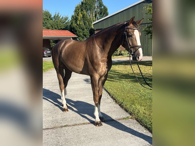 Oldenburger Springpaard Ruin 4 Jaar 172 cm Donkere-vos in Sande