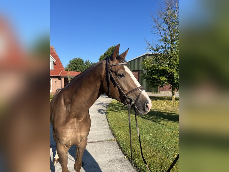 Oldenburger Springpaard Ruin 4 Jaar 172 cm Donkere-vos in Sande