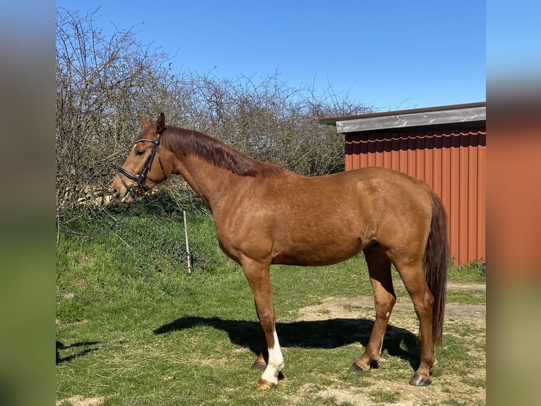 Oldenburger Springpaard Ruin 4 Jaar 172 cm Vos in Kirchhain