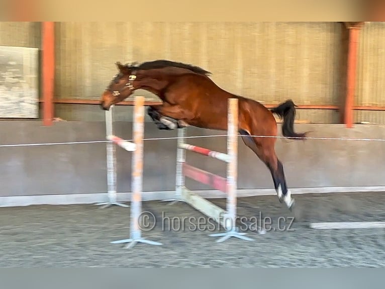 Oldenburger Springpaard Ruin 4 Jaar 173 cm Bruin in Region Prag