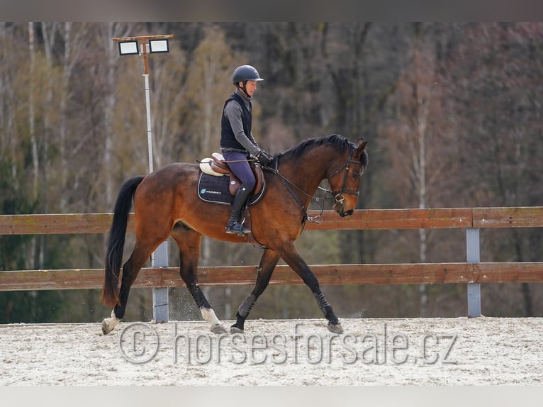 Oldenburger Springpaard Ruin 4 Jaar 173 cm Bruin in Region Prag