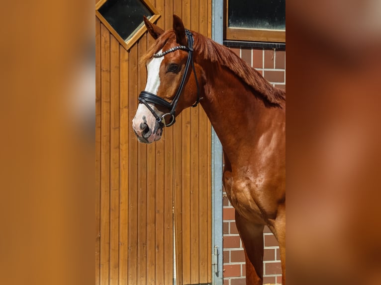 Oldenburger Springpaard Ruin 4 Jaar 174 cm Vos in Drantum