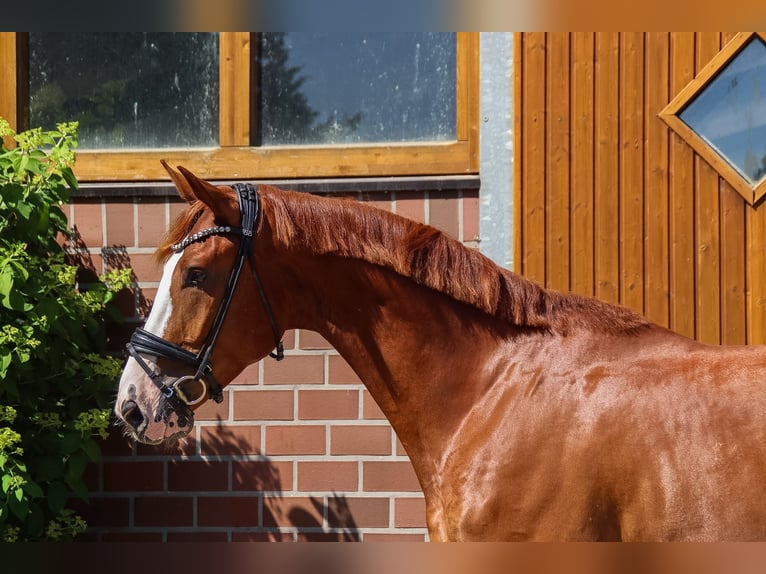 Oldenburger Springpaard Ruin 4 Jaar 174 cm Vos in Drantum