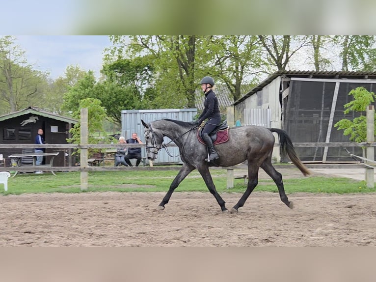 Oldenburger Springpaard Ruin 4 Jaar 176 cm Appelschimmel in Rhauderfehn
