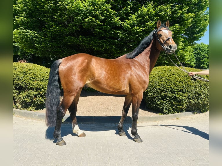 Oldenburger Springpaard Ruin 4 Jaar Bruin in Z&#xFC;lpich