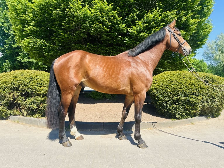 Oldenburger Springpaard Ruin 4 Jaar Bruin in Z&#xFC;lpich