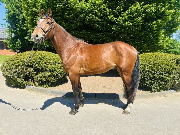 Oldenburger Springpaard Ruin 4 Jaar Bruin in Z&#xFC;lpich