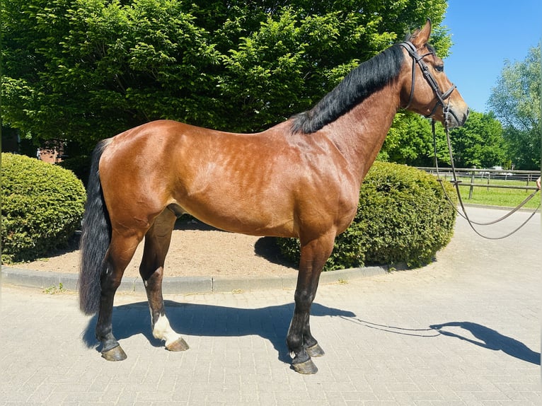 Oldenburger Springpaard Ruin 4 Jaar Bruin in Z&#xFC;lpich