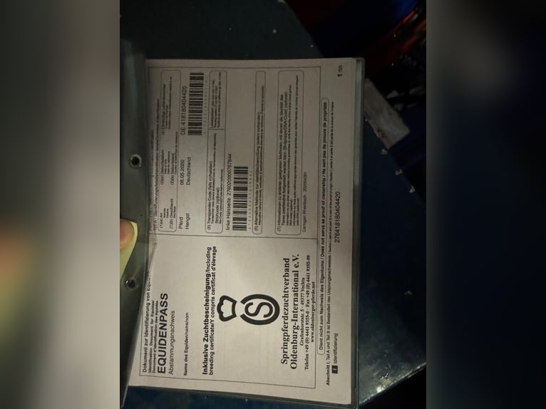 Oldenburger Springpaard Ruin 5 Jaar 160 cm Brown Falb schimmel in Cloppenburg