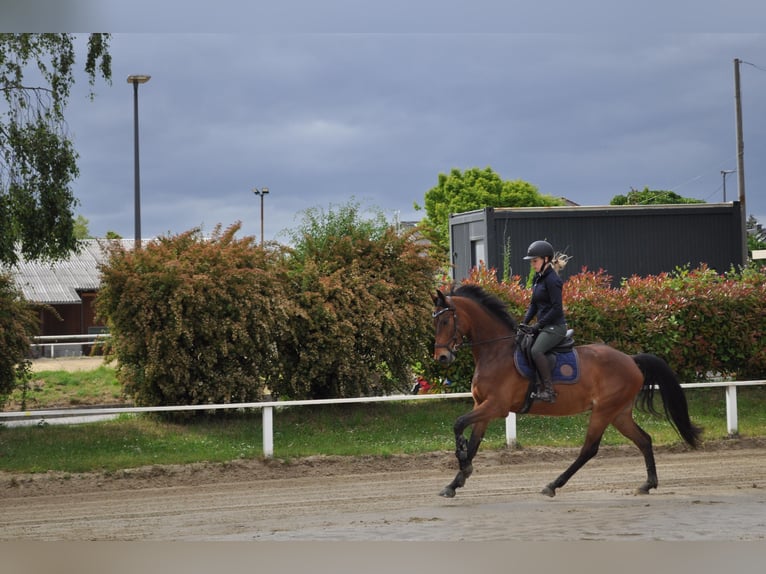 Oldenburger Springpaard Ruin 5 Jaar 160 cm Bruin in Oberursel