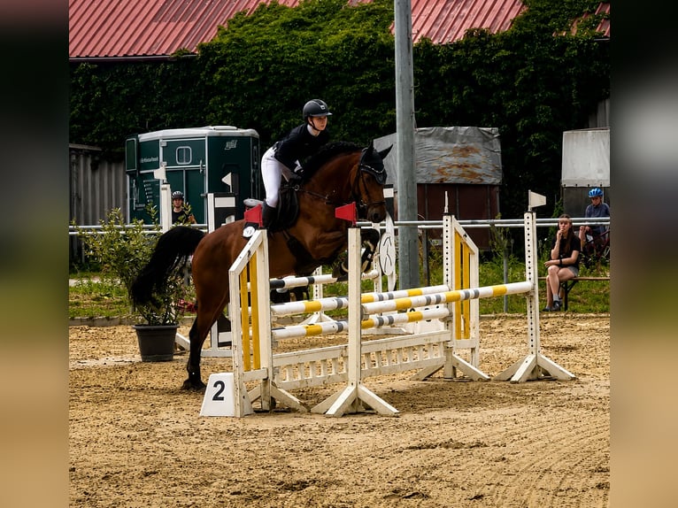 Oldenburger Springpaard Ruin 5 Jaar 160 cm Bruin in Oberursel