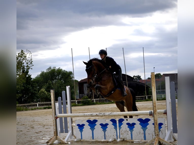 Oldenburger Springpaard Ruin 5 Jaar 160 cm Bruin in Oberursel